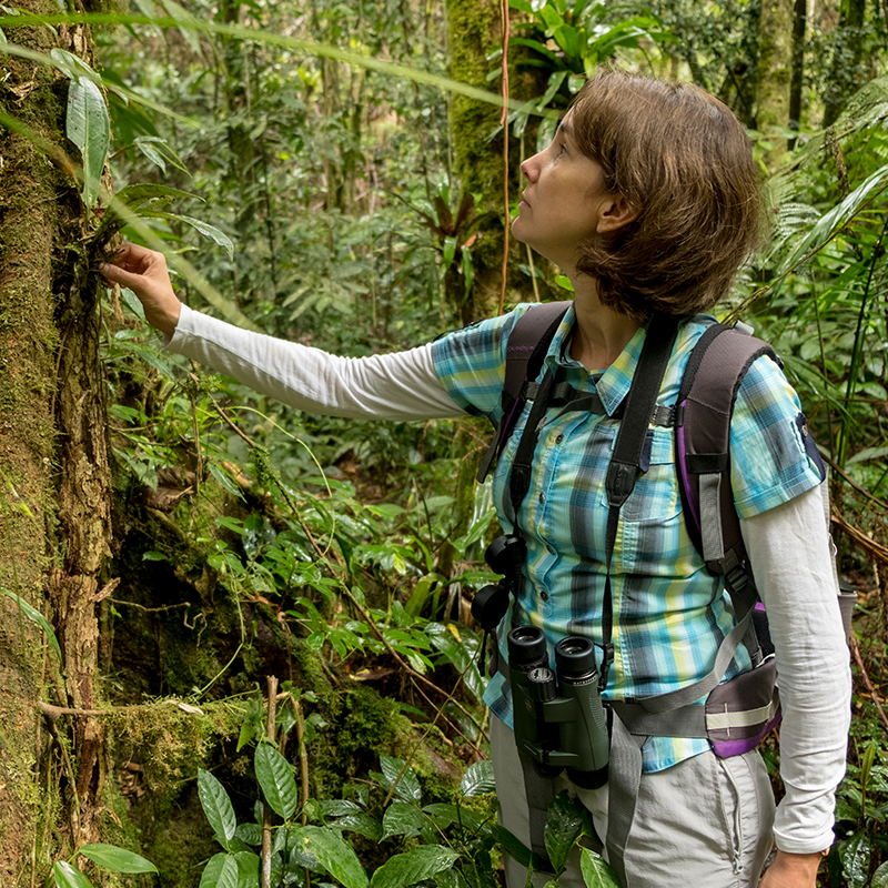 NERC – Saving the Rainforest