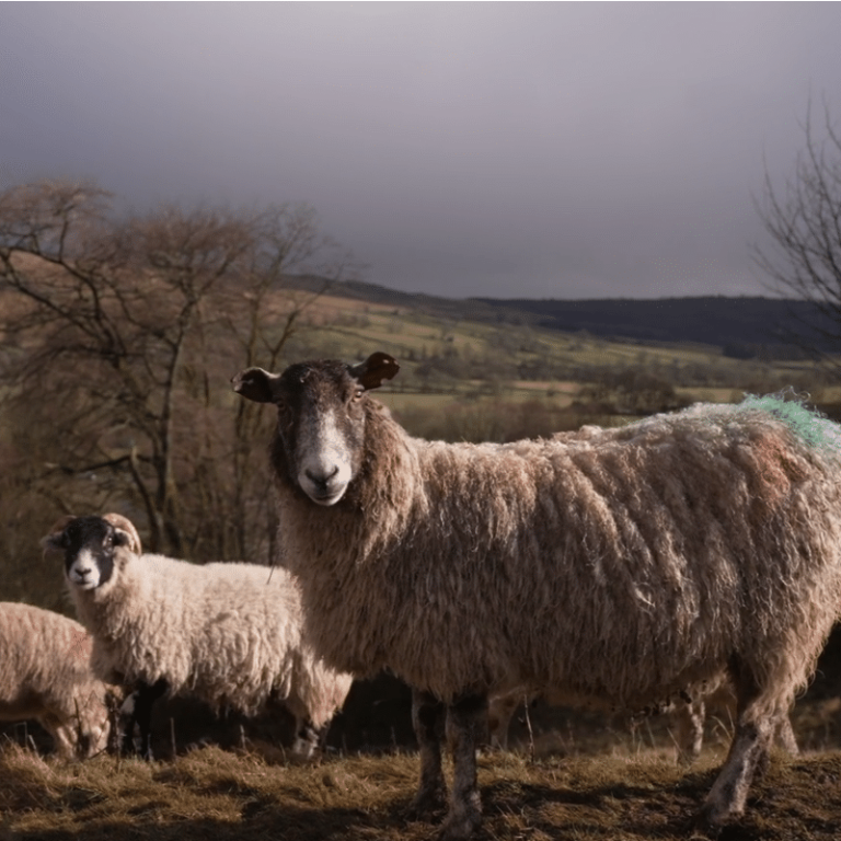 Wool Innovation Kilnsey Park, Yorkshire