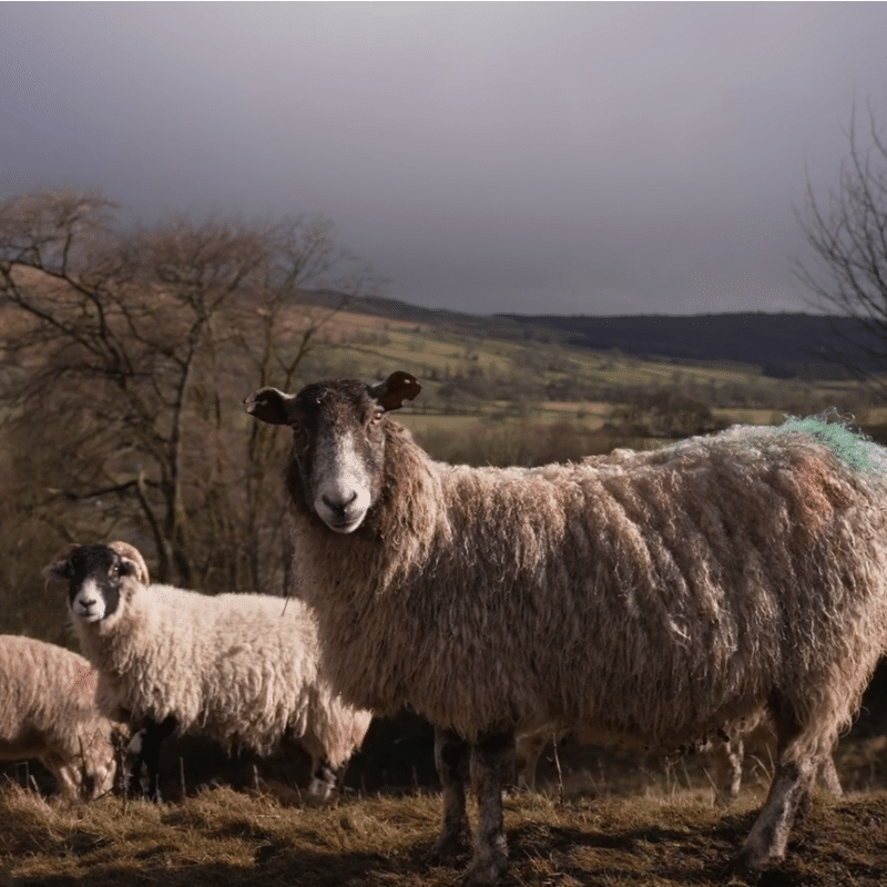 Wool Innovation Video – Kilnsey Park, Yorkshire