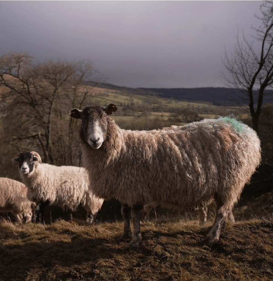 Wool Innovation Video – Kilnsey Park, Yorkshire